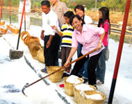 Salt Harvesting